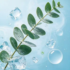Eucalyptus