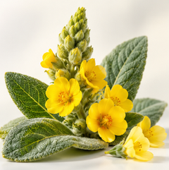 Mullein